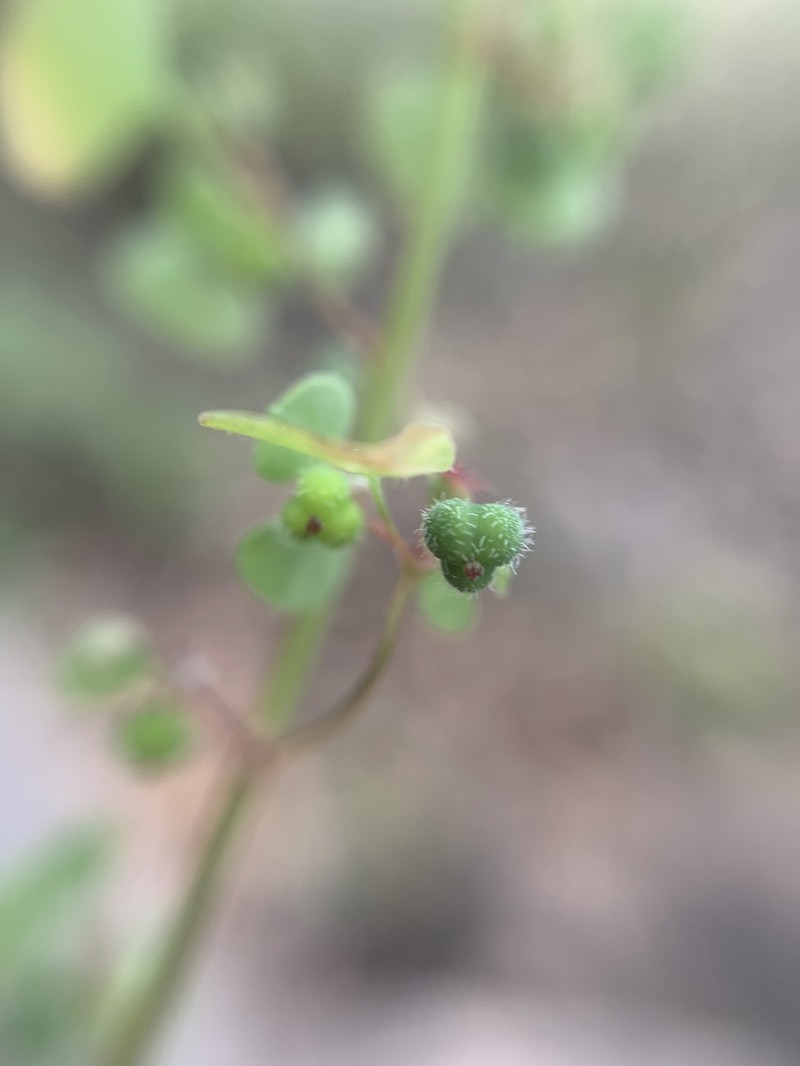 Euphorbia fimbrilligera photo 4
