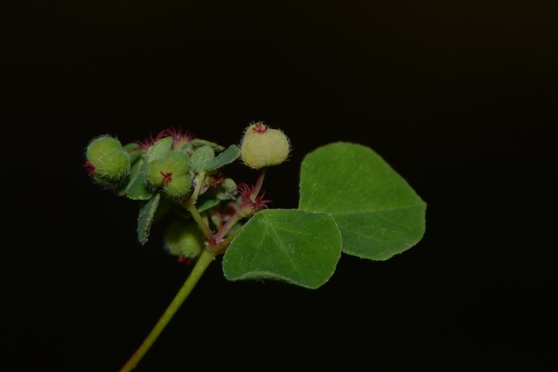 Euphorbia fimbrilligera photo 6