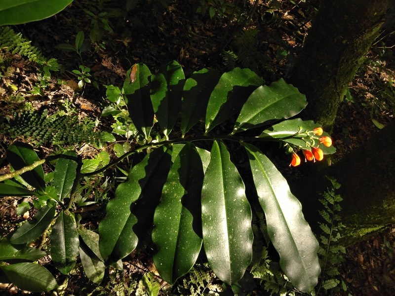 Euphorbia finkii photo 2