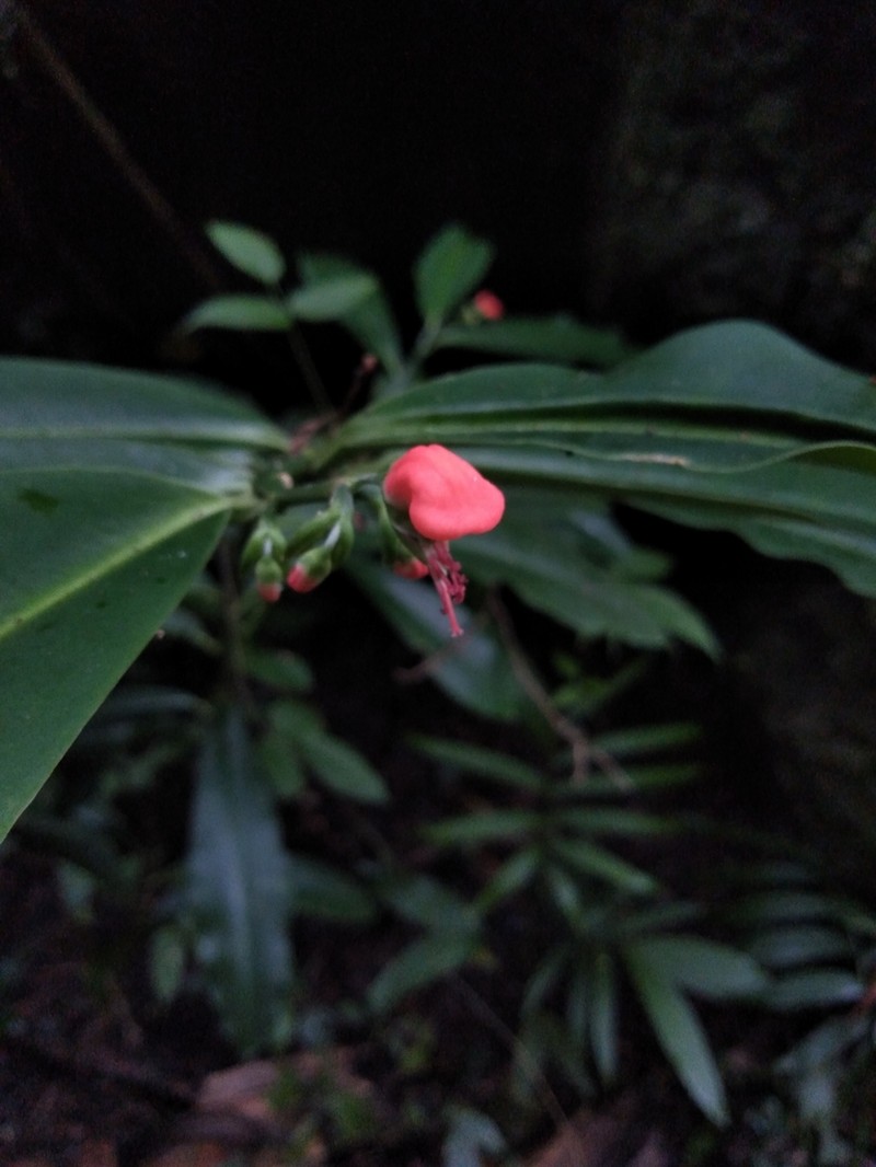 Euphorbia finkii photo 4