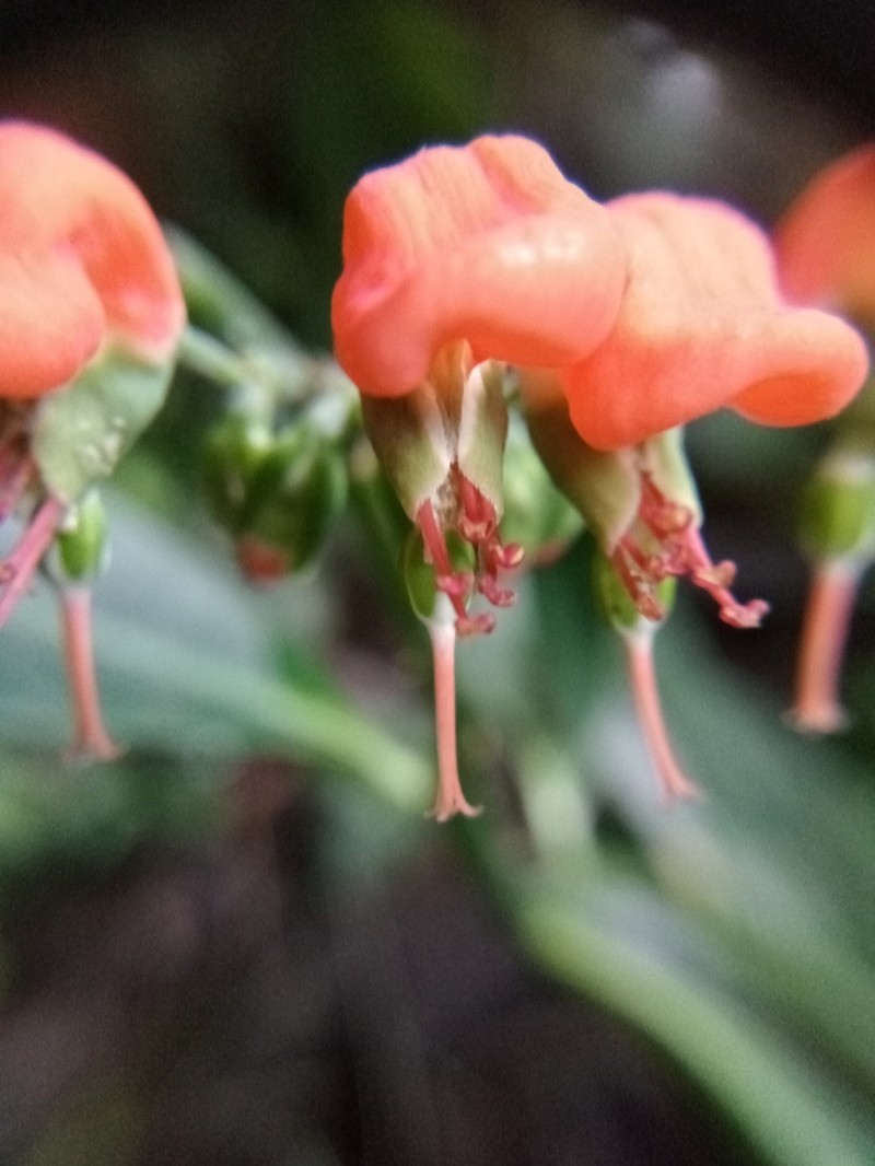 Euphorbia finkii photo 5