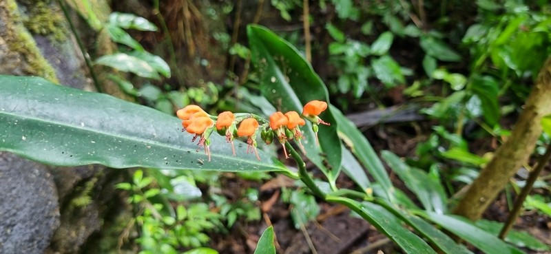 Euphorbia finkii photo 7