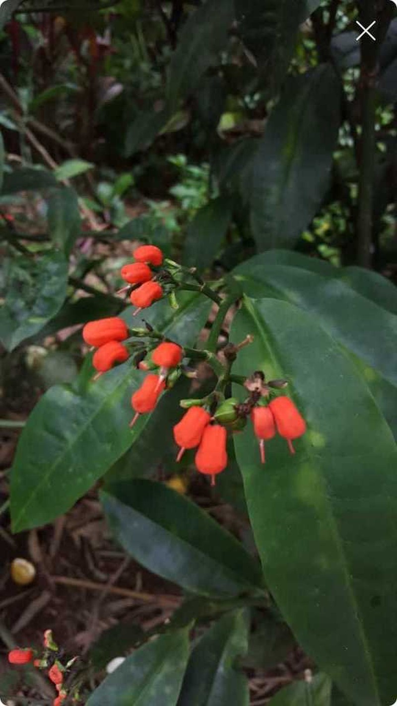 Euphorbia finkii photo 8