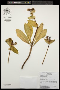 Euphorbia fischeri