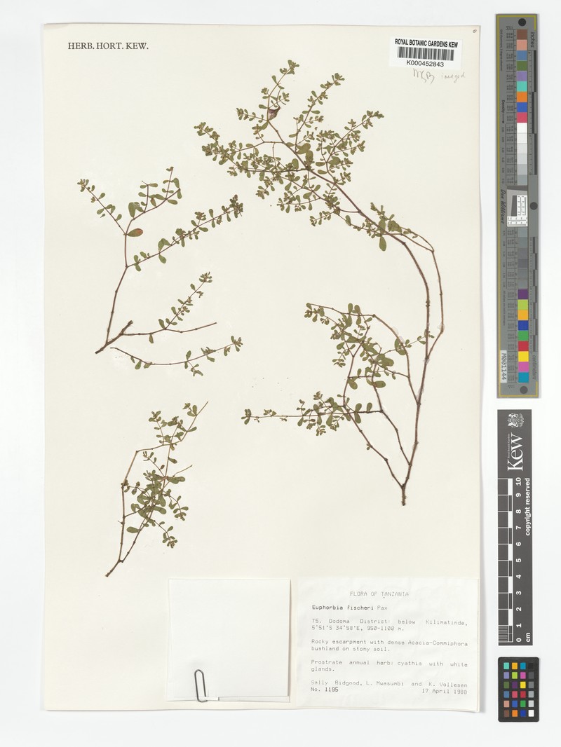 Euphorbia fischeri photo 2