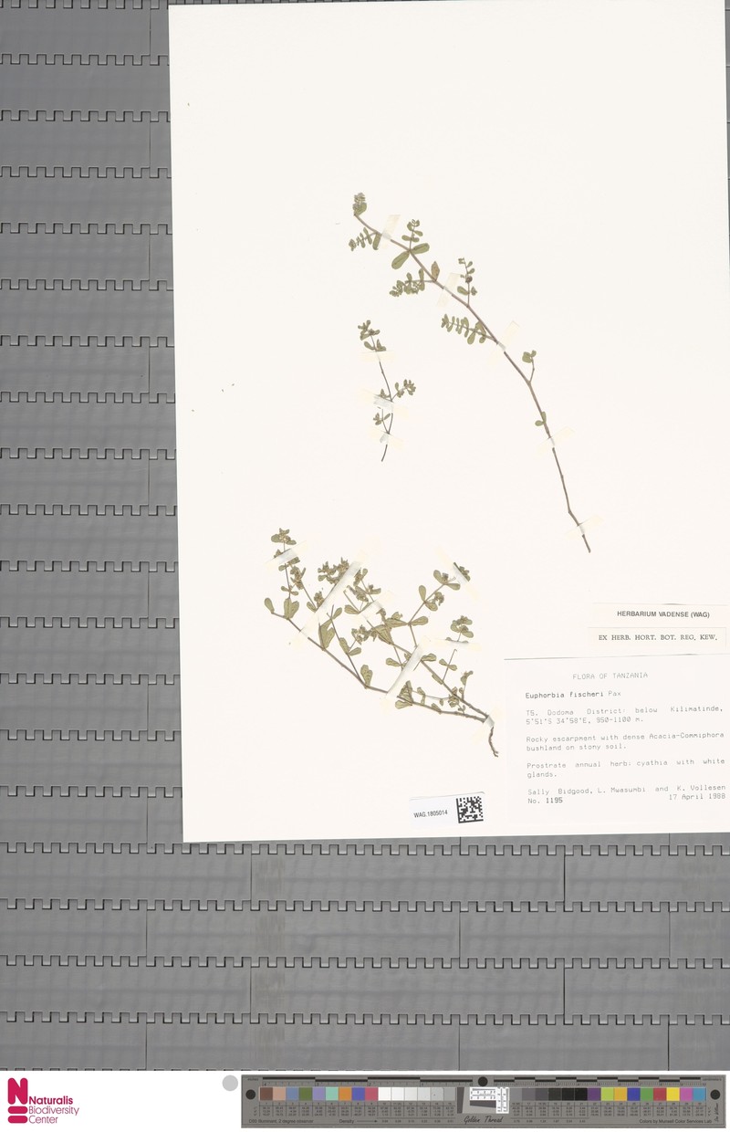 Euphorbia fischeri photo 3