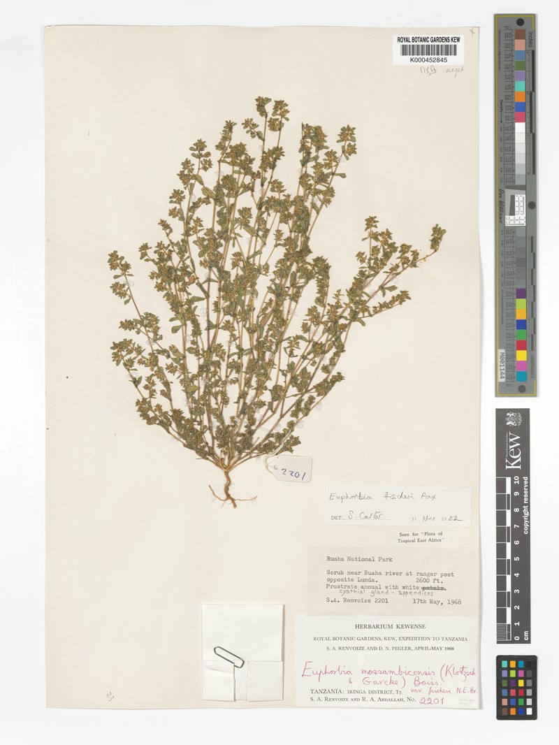 Euphorbia fischeri photo 4
