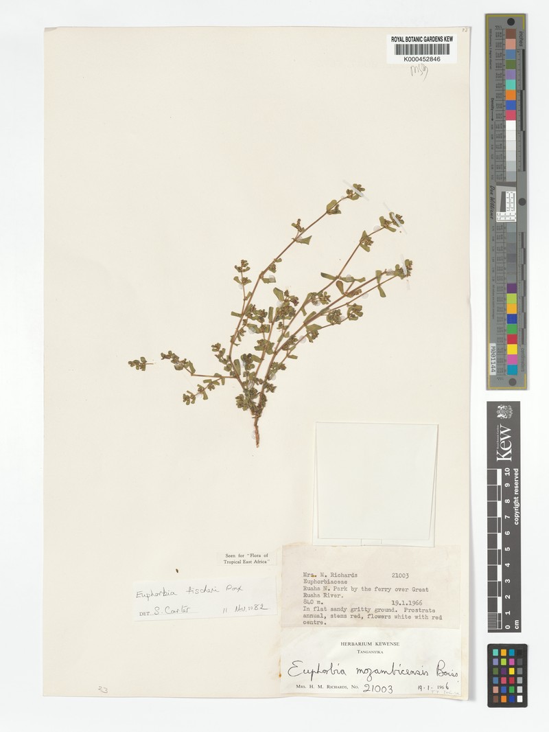 Euphorbia fischeri photo 5