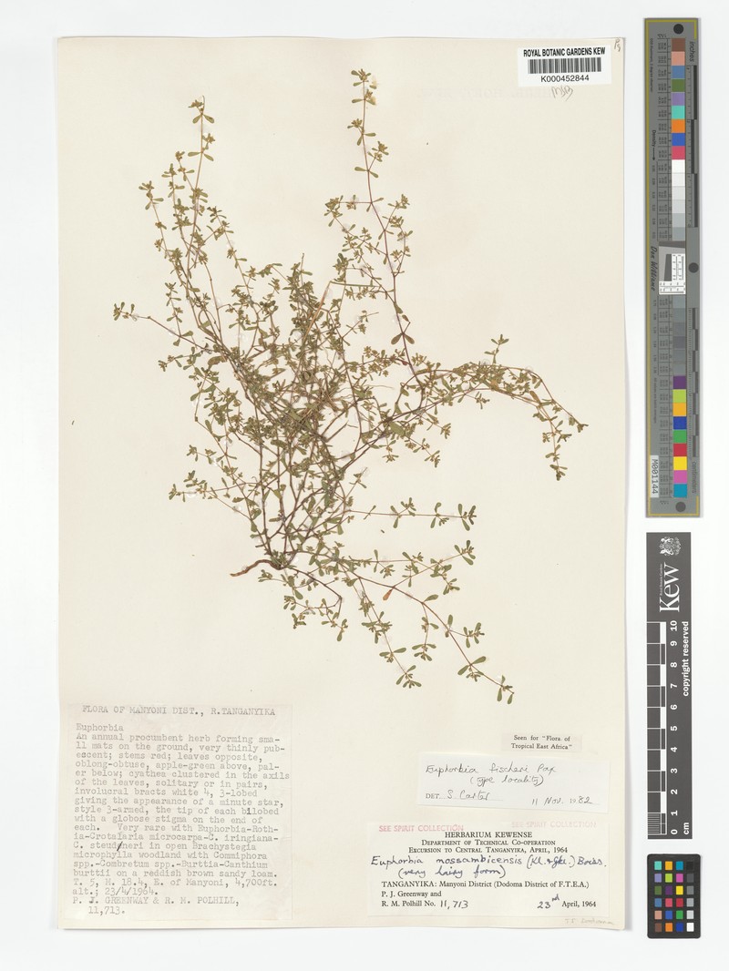 Euphorbia fischeri photo 6