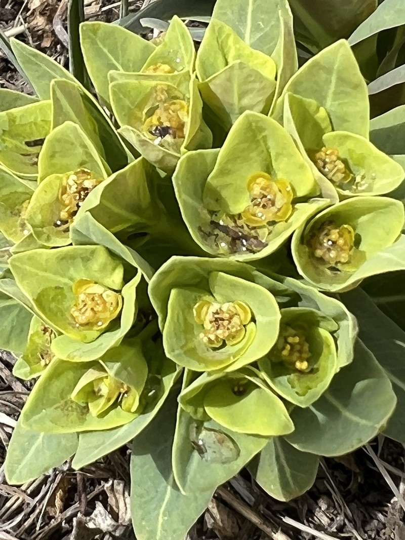 Euphorbia fischeriana