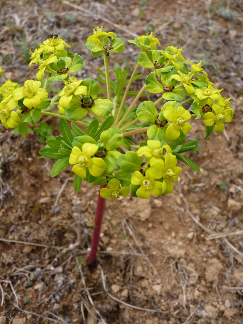 Euphorbia fischeriana photo 2