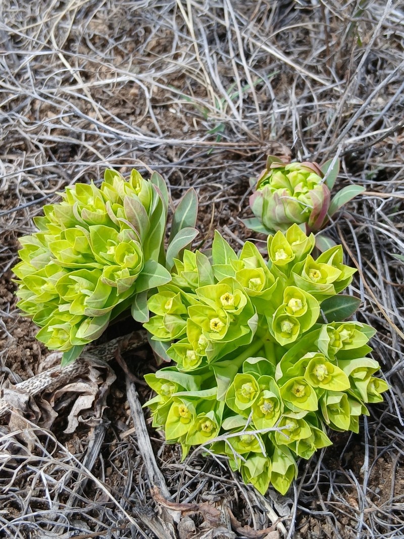 Euphorbia fischeriana photo 3