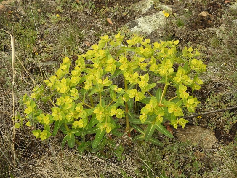 Euphorbia fischeriana photo 4