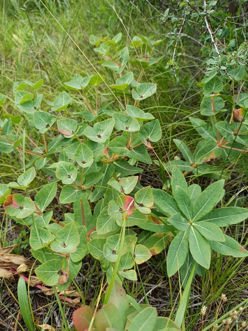 Euphorbia fischeriana photo 5
