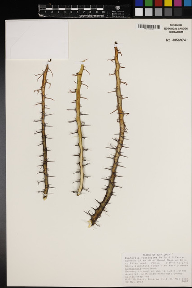 Euphorbia fissispina