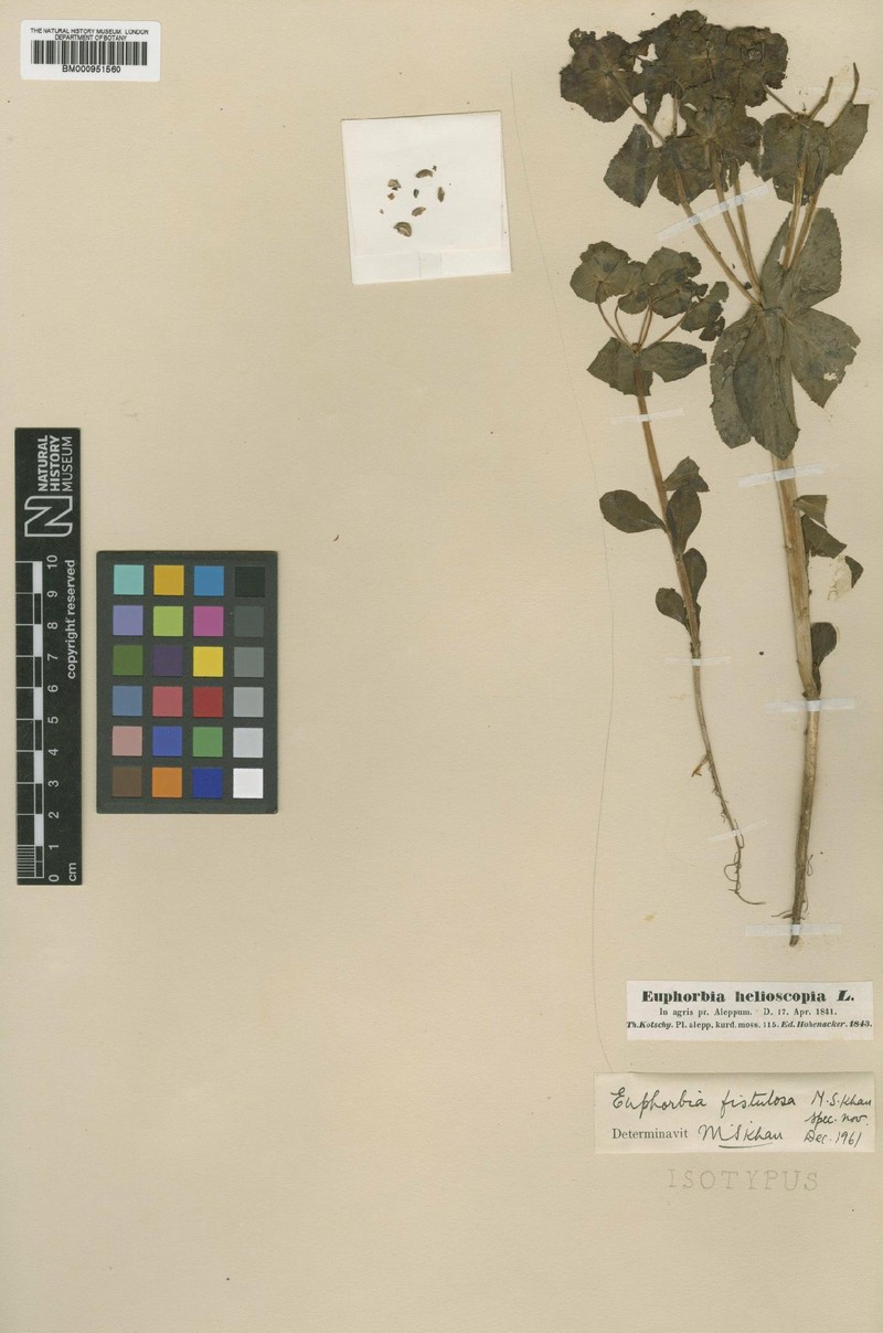 Euphorbia fistulosa