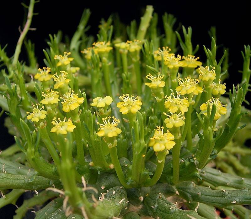 Euphorbia woodii photo 3