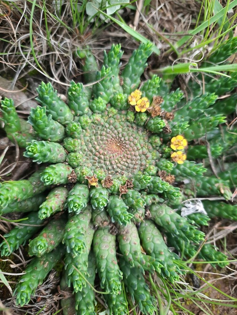 Euphorbia woodii photo 4