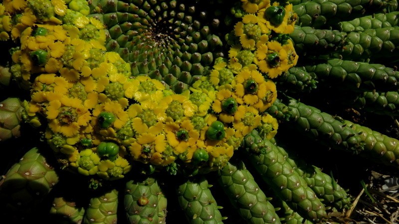 Euphorbia woodii photo 5