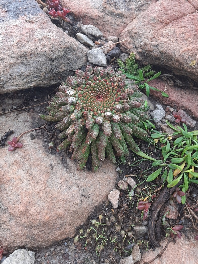 Euphorbia woodii photo 6