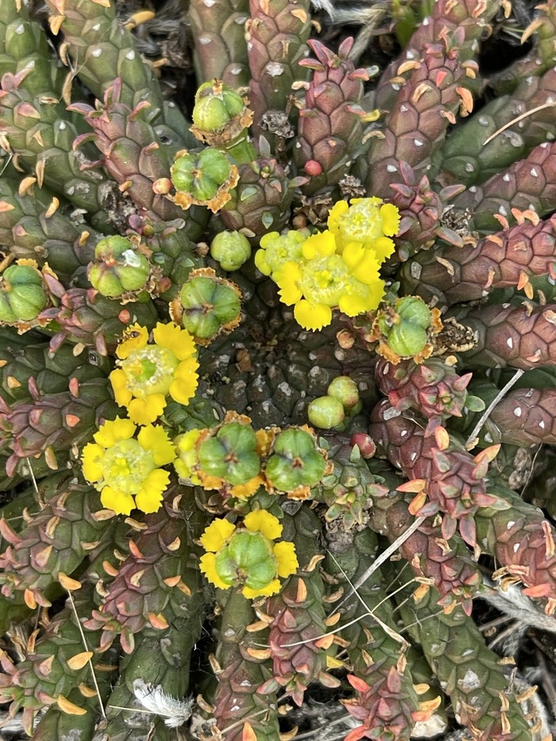Euphorbia woodii photo 7