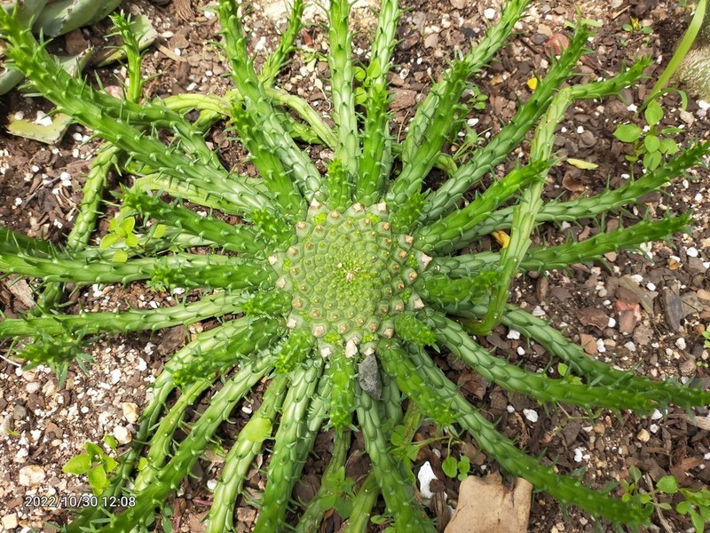 Euphorbia woodii photo 8