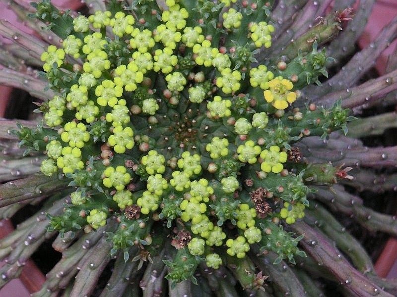 Euphorbia woodii