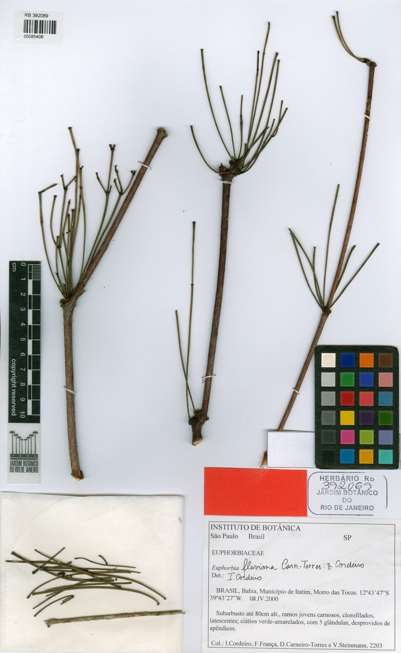 Euphorbia flaviana