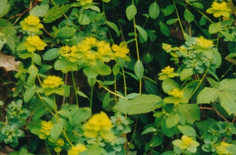 Euphorbia flavicoma
