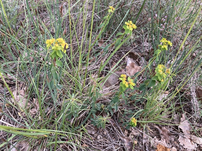 Euphorbia flavicoma photo 2