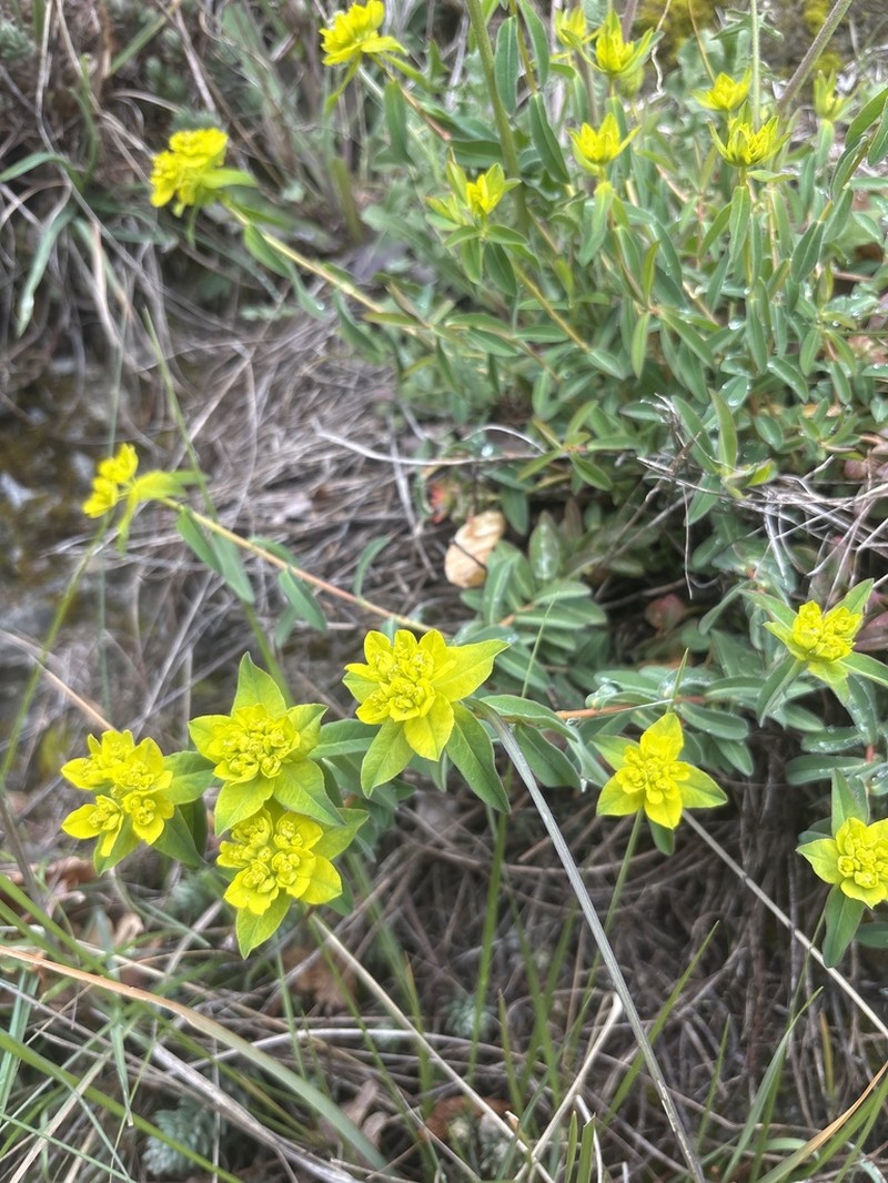 Euphorbia flavicoma photo 3