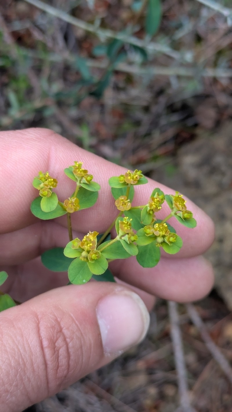Euphorbia flavicoma photo 4