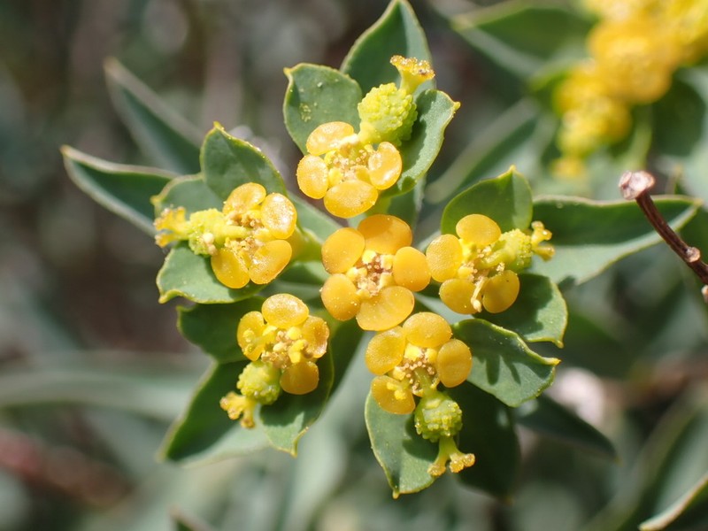 Euphorbia flavicoma photo 5