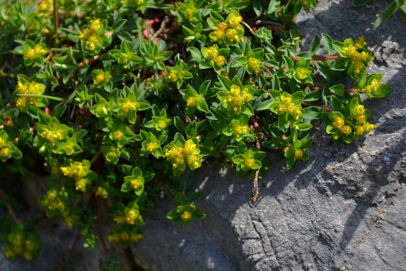 Euphorbia flavicoma photo 6