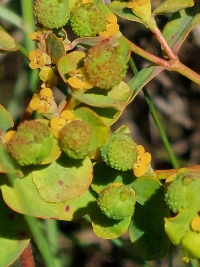 Euphorbia flavicoma photo 7