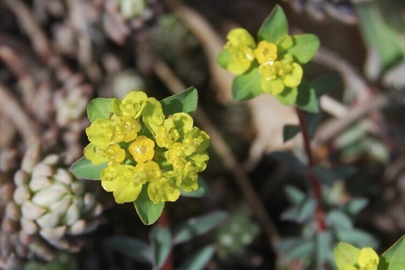 Euphorbia flavicoma photo 8