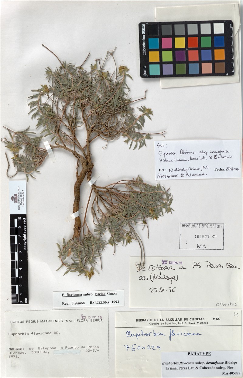 Euphorbia flavicoma subsp. bermejense