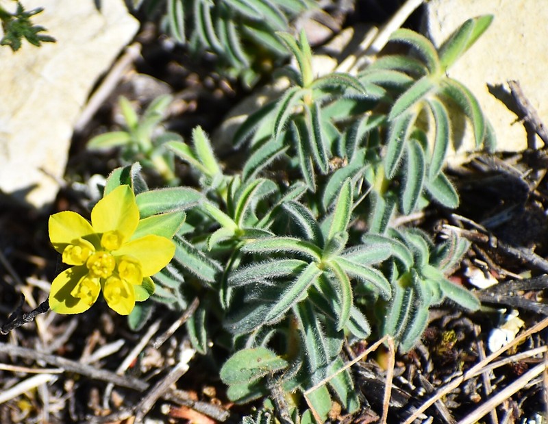 Euphorbia flavicoma subsp. flavicoma