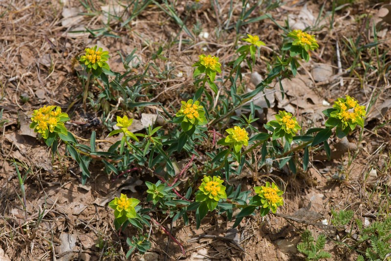 Euphorbia flavicoma subsp. flavicoma photo 2