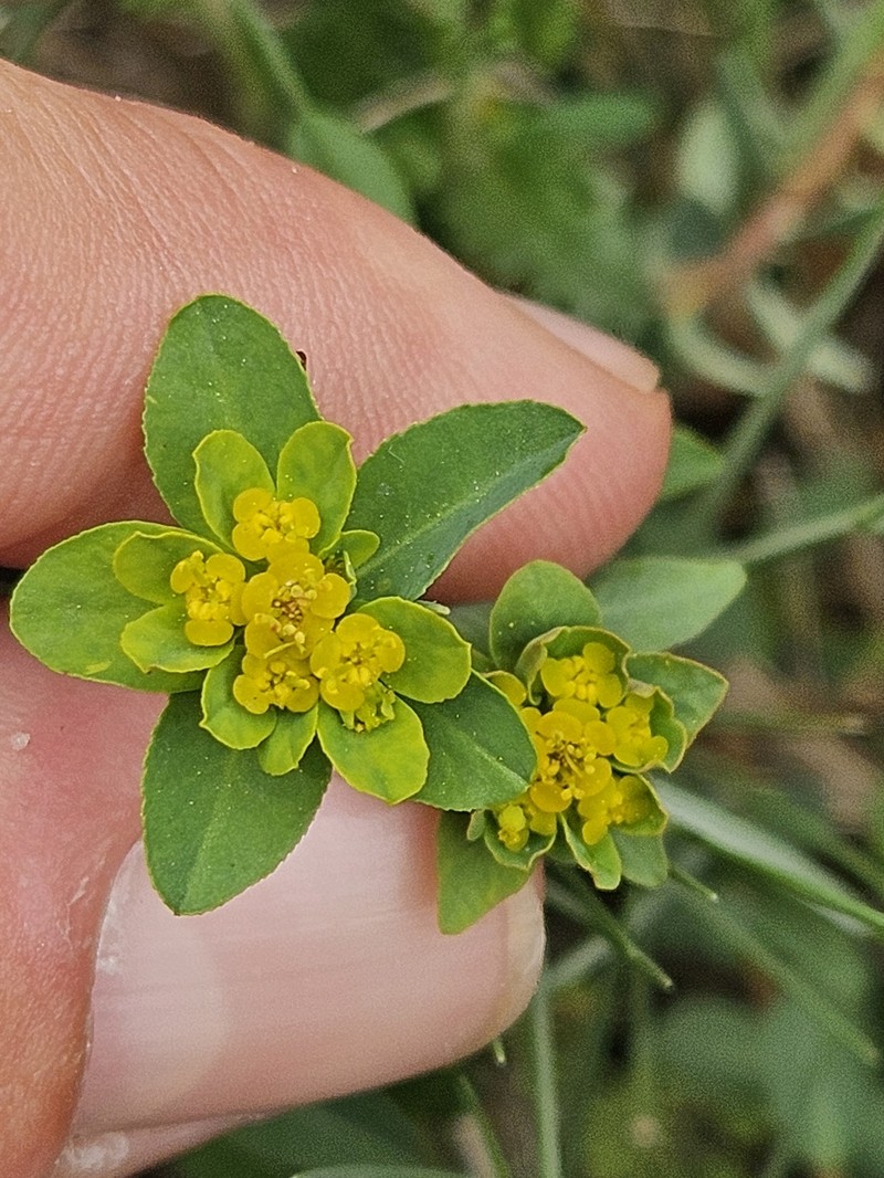 Euphorbia flavicoma subsp. flavicoma photo 3