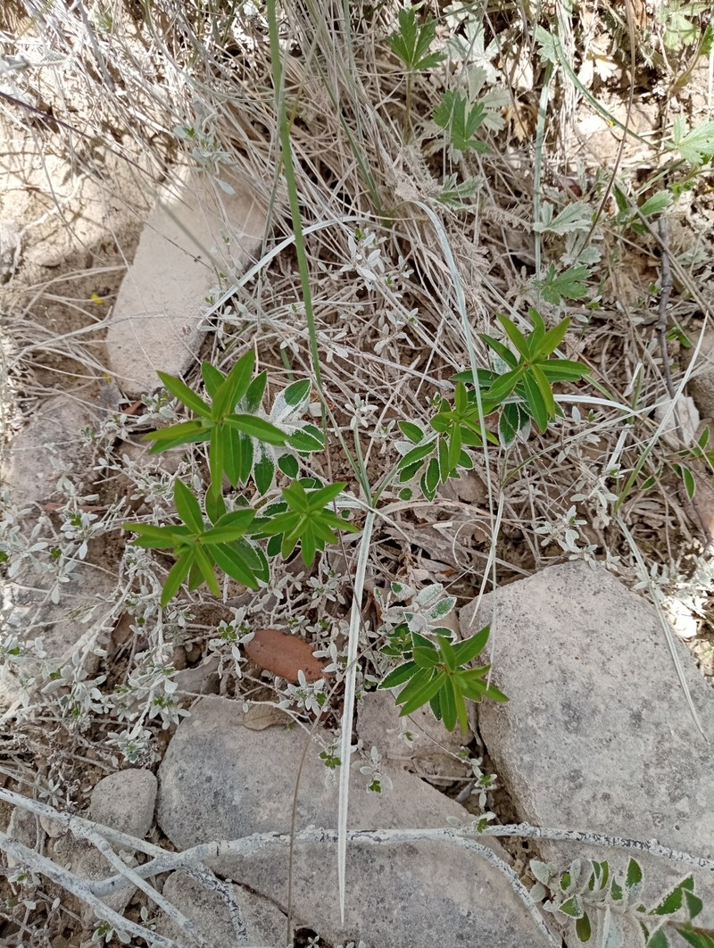 Euphorbia flavicoma subsp. flavicoma photo 4