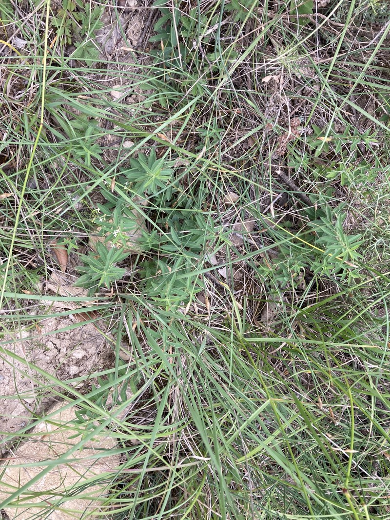 Euphorbia flavicoma subsp. flavicoma photo 5