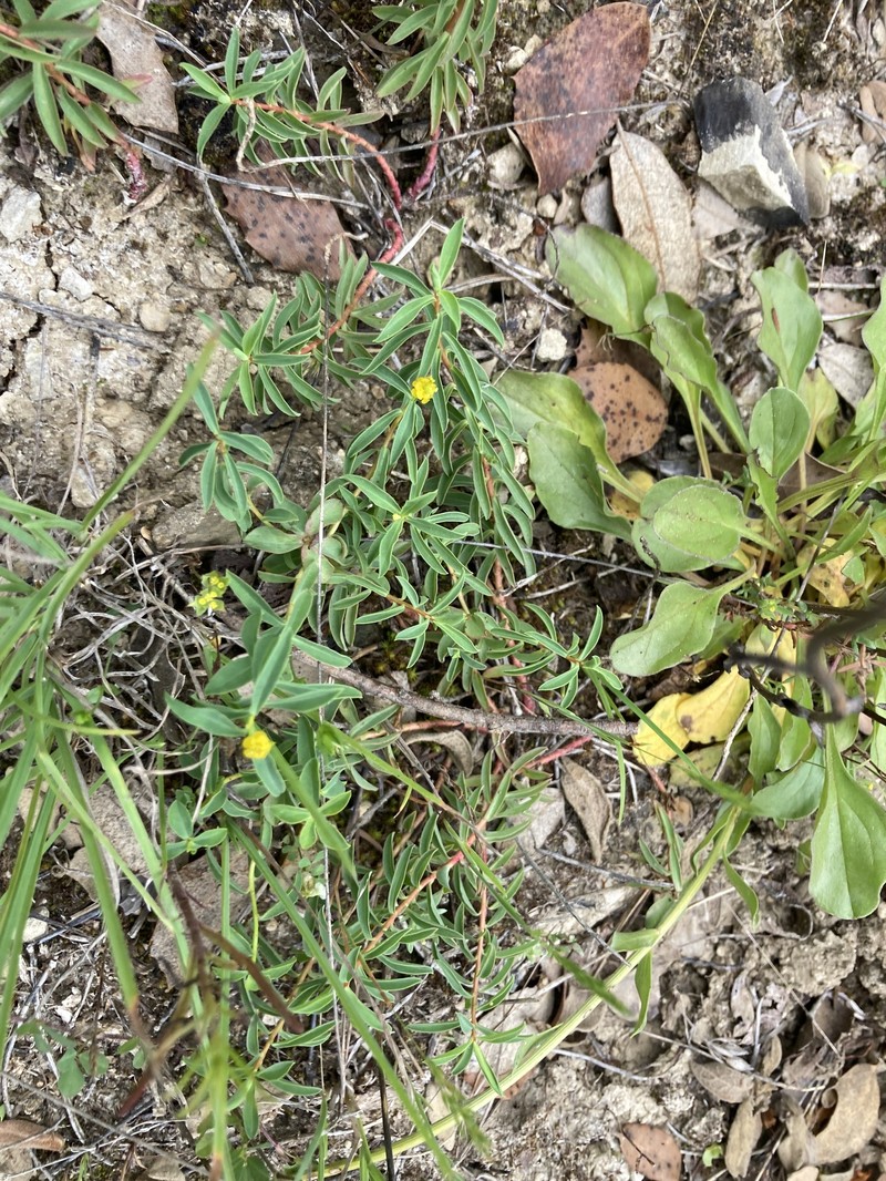 Euphorbia flavicoma subsp. flavicoma photo 6