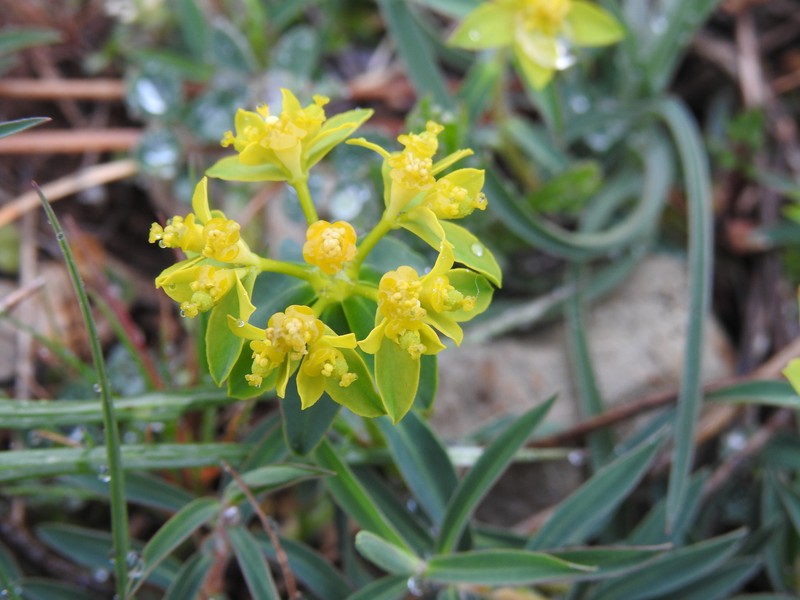Euphorbia flavicoma subsp. flavicoma photo 7