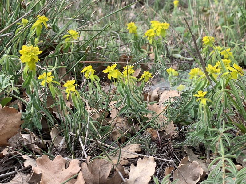 Euphorbia flavicoma subsp. flavicoma photo 8