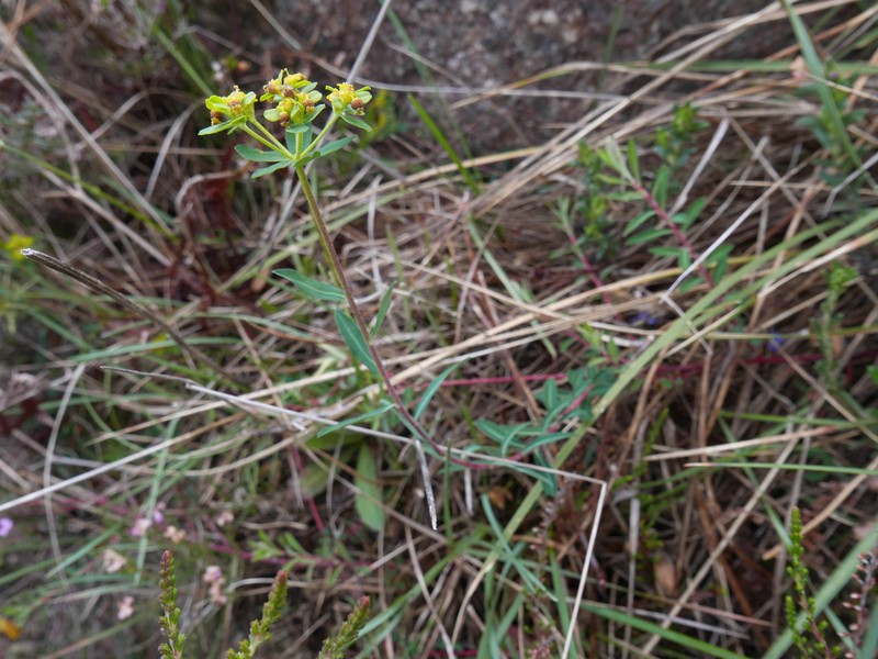 Euphorbia flavicoma subsp. occidentalis