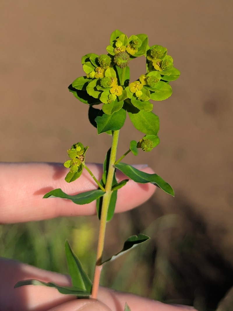 Euphorbia flavicoma subsp. occidentalis photo 2