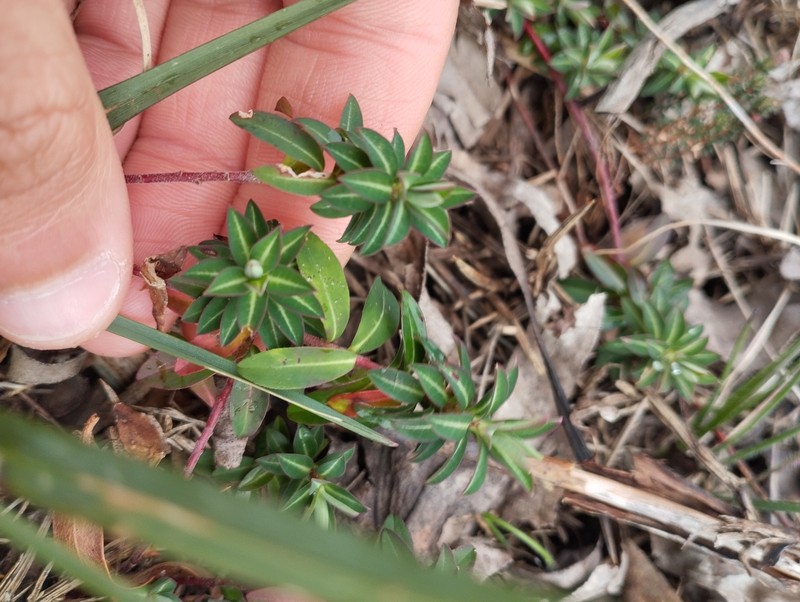 Euphorbia flavicoma subsp. occidentalis photo 3