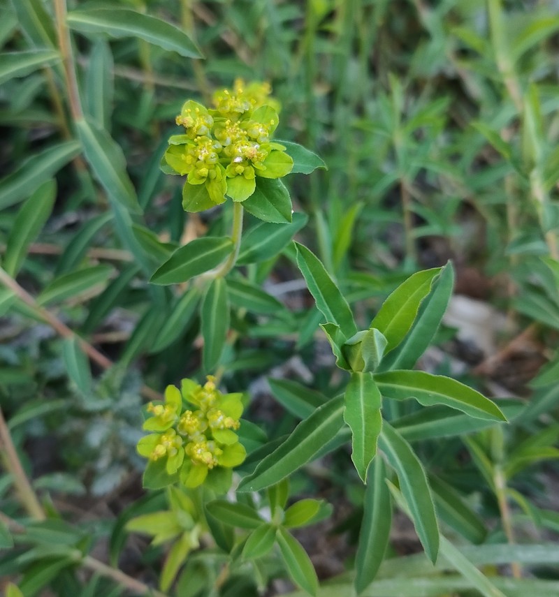 Euphorbia flavicoma subsp. occidentalis photo 4
