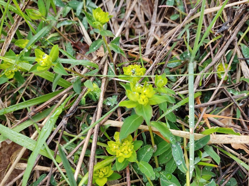 Euphorbia flavicoma subsp. occidentalis photo 5